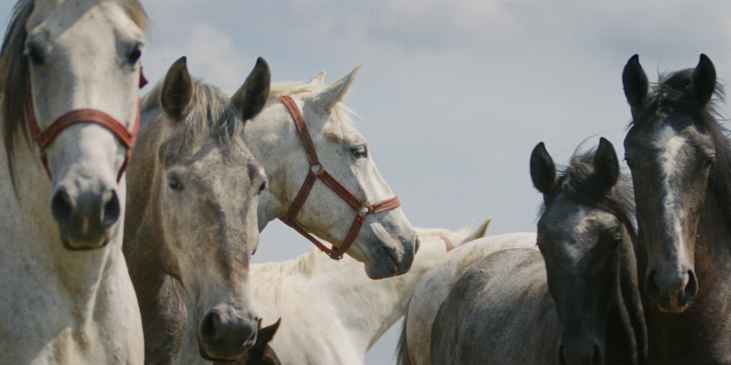 Tomislav Rupic working on Povratak Životinjama (2024)